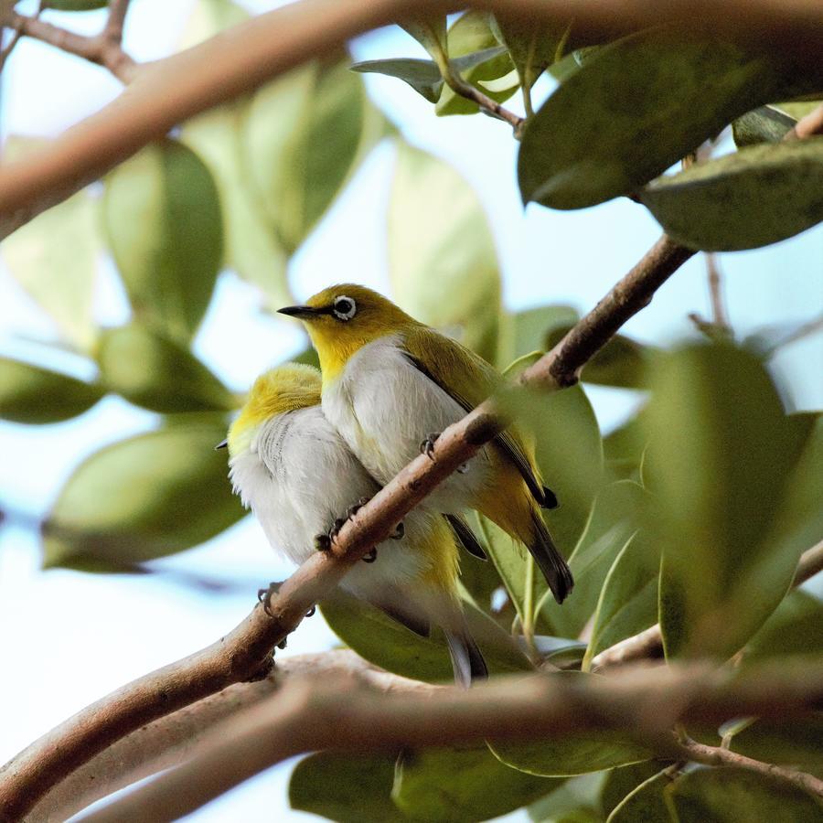 Villa Nilmalee Gampola Dış mekan fotoğraf